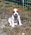 Jack Russell teri�r -�t��ata