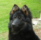 Chodsk� pes - prod�m �t��ata