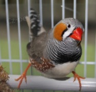 Hl�d�n� mazl��k�