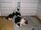 Prod�m Shih-tzu