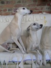 Vipet - whippet - mal� anglick� chrt