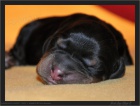 Gordonsetr �t��ata-gordon setter puppies