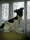 Jack Russell Teri�r
