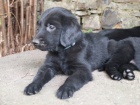 Flatcoated retriever- vychovan� �ern� kluci