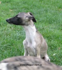 vipet , whippet, mal� anglick� chrt