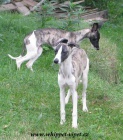vipet , whippet, mal� anglick� chrt
