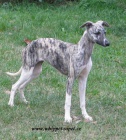 vipet , whippet, mal� anglick� chrt
