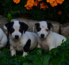 KR�SN� �T�N�TKAj ack russell terier