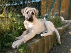 Anatolsk pasteveck pes - Kangal