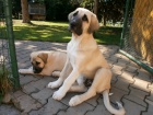 Anatolsk pasteveck pes - Kangal