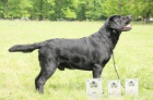 �t��ata labrador retrievera s PP