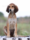SALUKI �t���tka