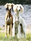 SALUKI �t���tka