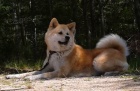 �t��ata Akita inu
