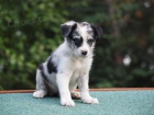 Border collie �t���tka s PP