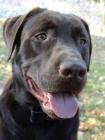 Kryt� - �okol�dov� labrador
