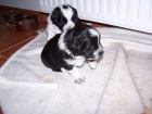 Prod�m �t��ata Border kolie bez PP