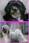 Lhasa apso s pp - feneky