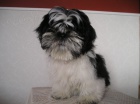 Prod�m Shih-tzu