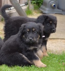 �t�n� Hovawart s PP