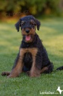 Erdelterier ,Airedale terrier,�t��ata