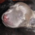 AMSTAF �t�n�, rodi�e PP