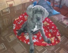 �t�n� Cane Corso
