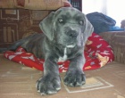 �t�n� Cane Corso