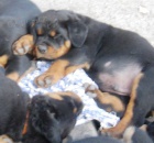 Rotvajler - �t��ata s PP