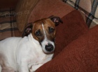 Kryt� jack russell terierem