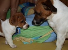 Kryt� jack russell terierem