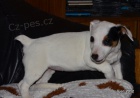 kr�sn� �t�n�tko jack russell terier
