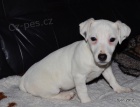 �t�n�tka jack russell terier
