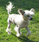 ��nsk� chocholat� pes