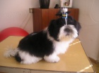 Prod�m Shih-tzu