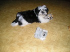 Prod�m Shih-tzu