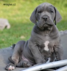 N�meck� doga modr�