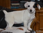 �t�n�tka jack russell terier
