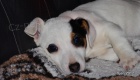 �t�n�tka jack russell terier