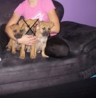 Americk� staford��rsk� teri�r 