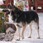 NO bez PP hled� nev�stu