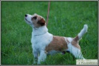 Jack Russell Teri�r s PP ke kryt�