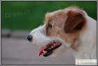 Jack Russell Teri�r s PP ke kryt�