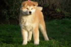  Akita inu �t��ata FCI po championach 