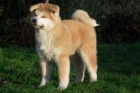  Akita inu �t��ata FCI po championach 
