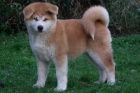  Akita inu �t��ata FCI po championach 