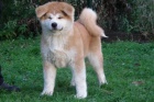  Akita inu �t��ata FCI po championach 