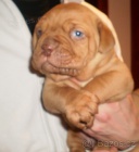 bordauxska doga �t�n�tko