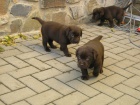 �okol�dov� (tmav� hn�d�) �t���tka labradora s PP