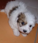 �istokrevn� �t���tka Coton de Tulear bez PP